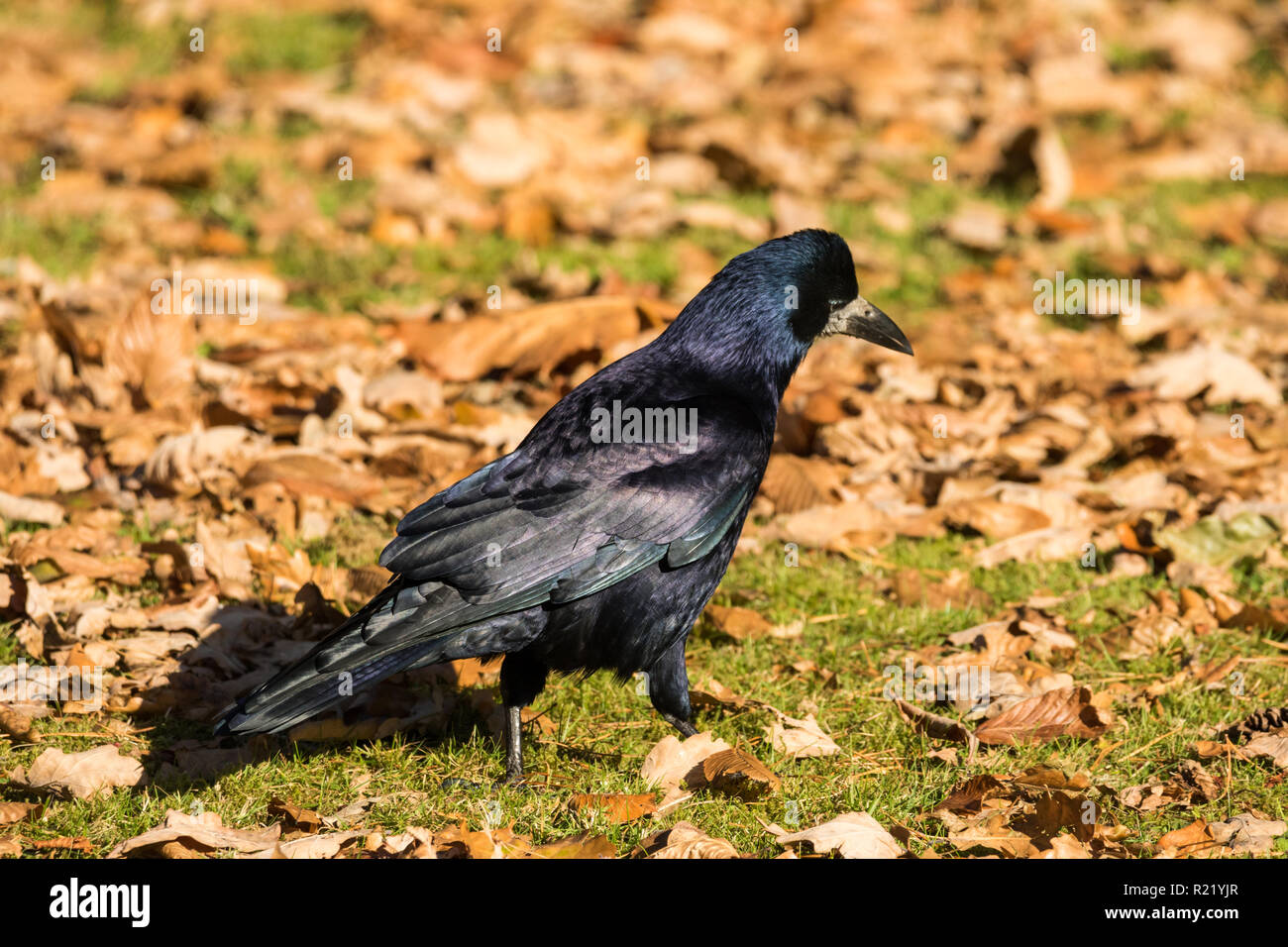 Rook (Corvus frugilegus) standing on the grass surrounded by fallen autumn leaves Stock Photo