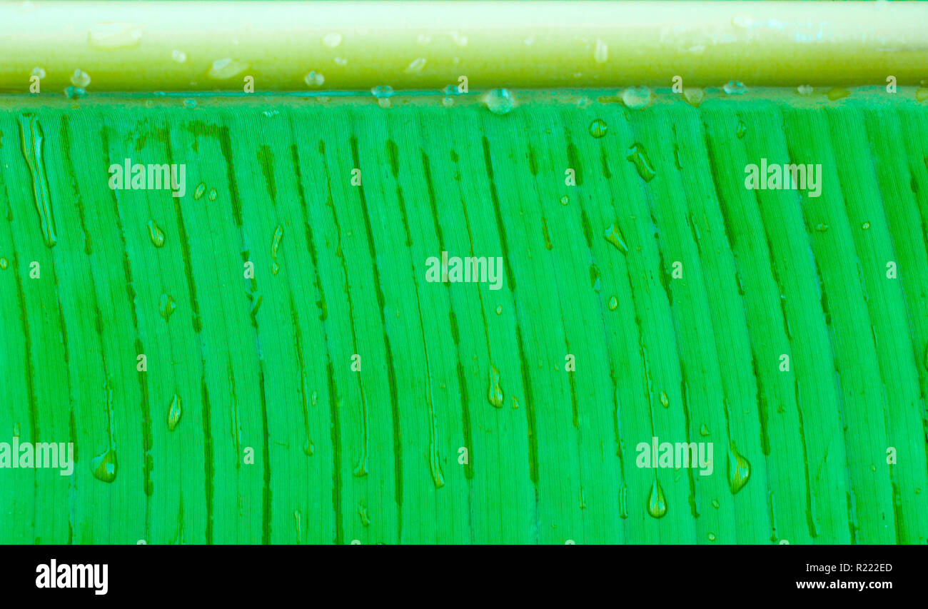 Water drops on the banana leaf Stock Photo