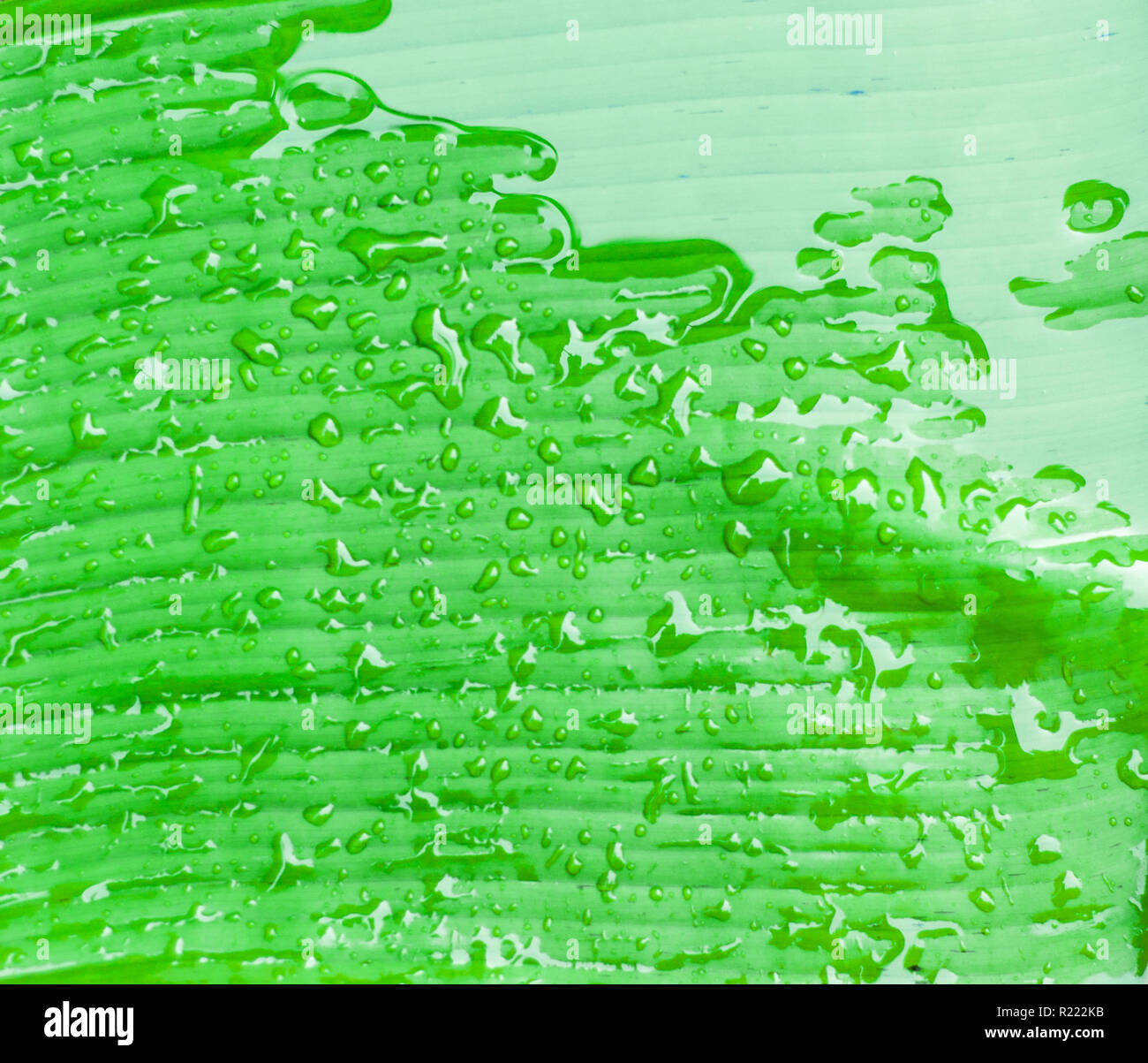 Rain drops on the banana leaf Stock Photo