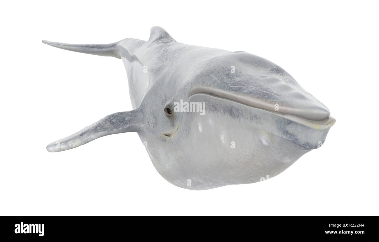 White humpback whale hi-res stock photography and images - Alamy