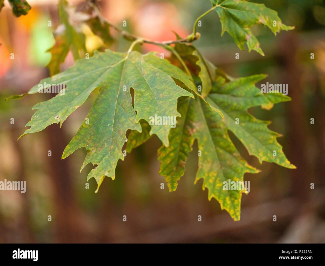Falling maple tree leaves hi-res stock photography and images - Alamy