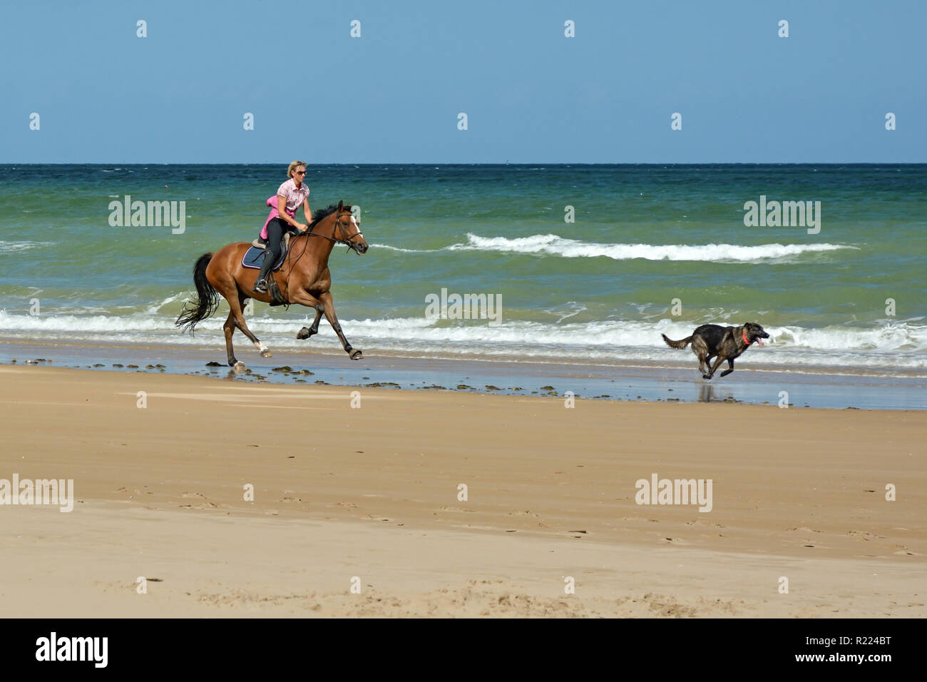 NORMANDY, FRANCE - SEPTEMBER 2016 - young woman chasing her dog on horse on beach in Normandy, France Stock Photo