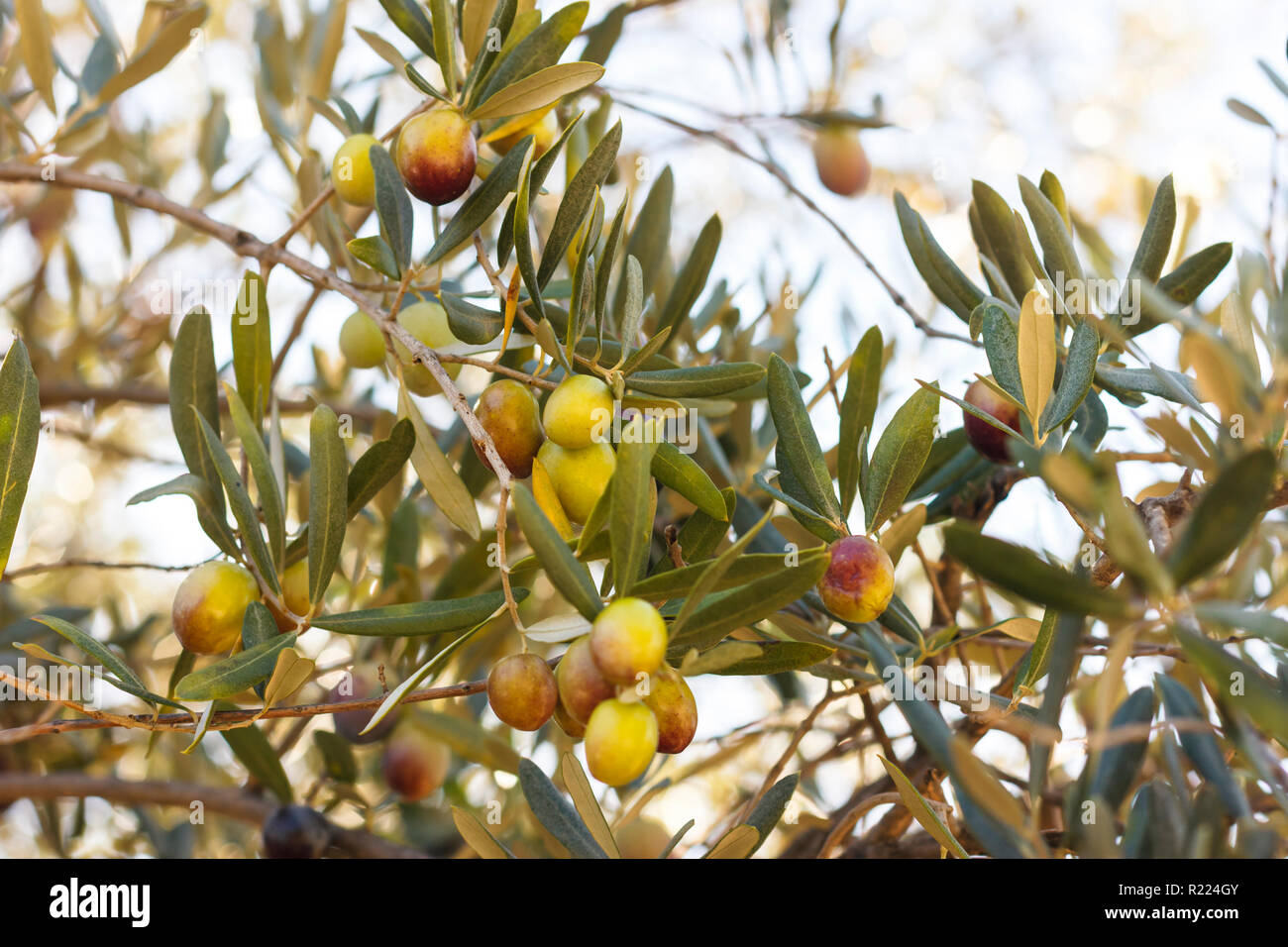Ripe green and black olives grow on a tree Stock Photo - Alamy