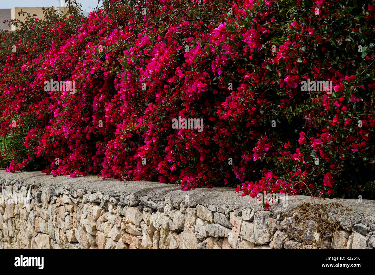 Wild flowers in spring, purple bougainvillaea, Malta Stock Photo Alamy