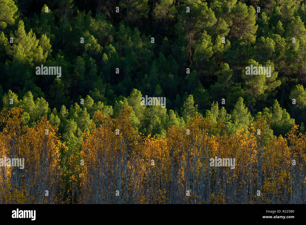 Autumn colors in Segura river, Sierra de los Molares, Yeste. Albacete province, Castilla-La Mancha. Spain Stock Photo