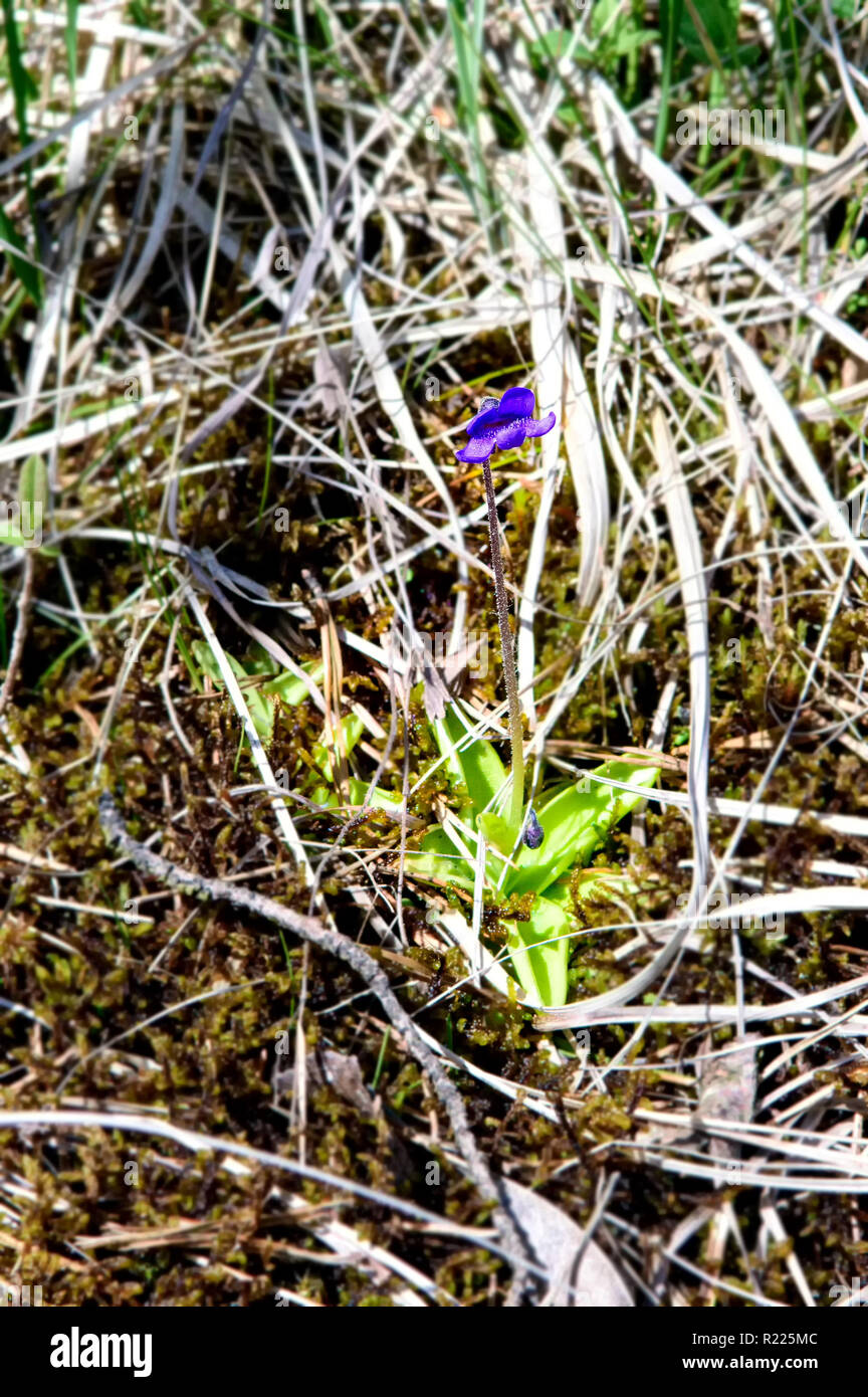 Close up of Common butterwort (Pinguicula vulgaris) shot in wet natural