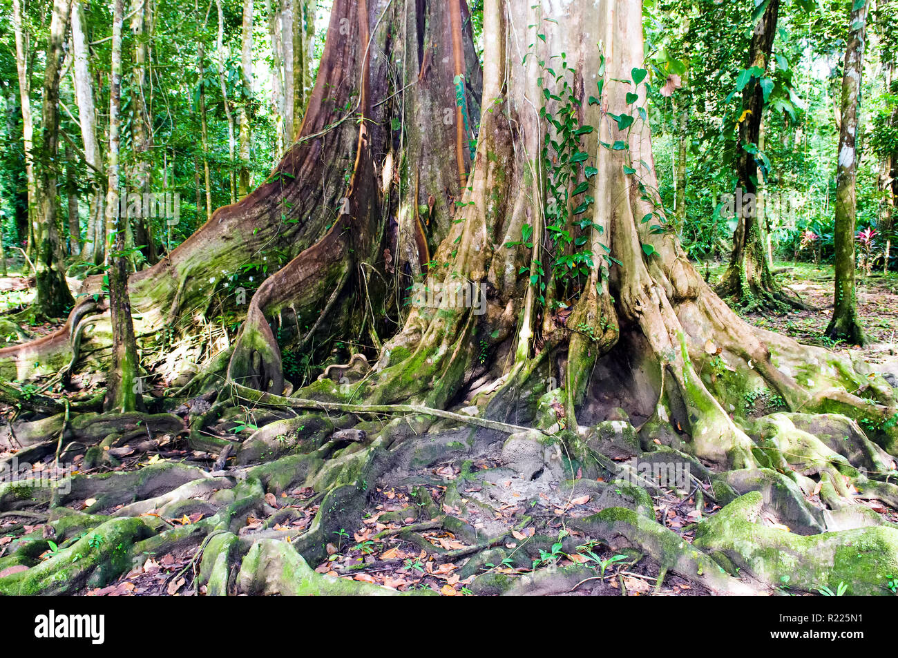 Lush Caribbean rainforest with large Sloanea caribaea tree shot in ...