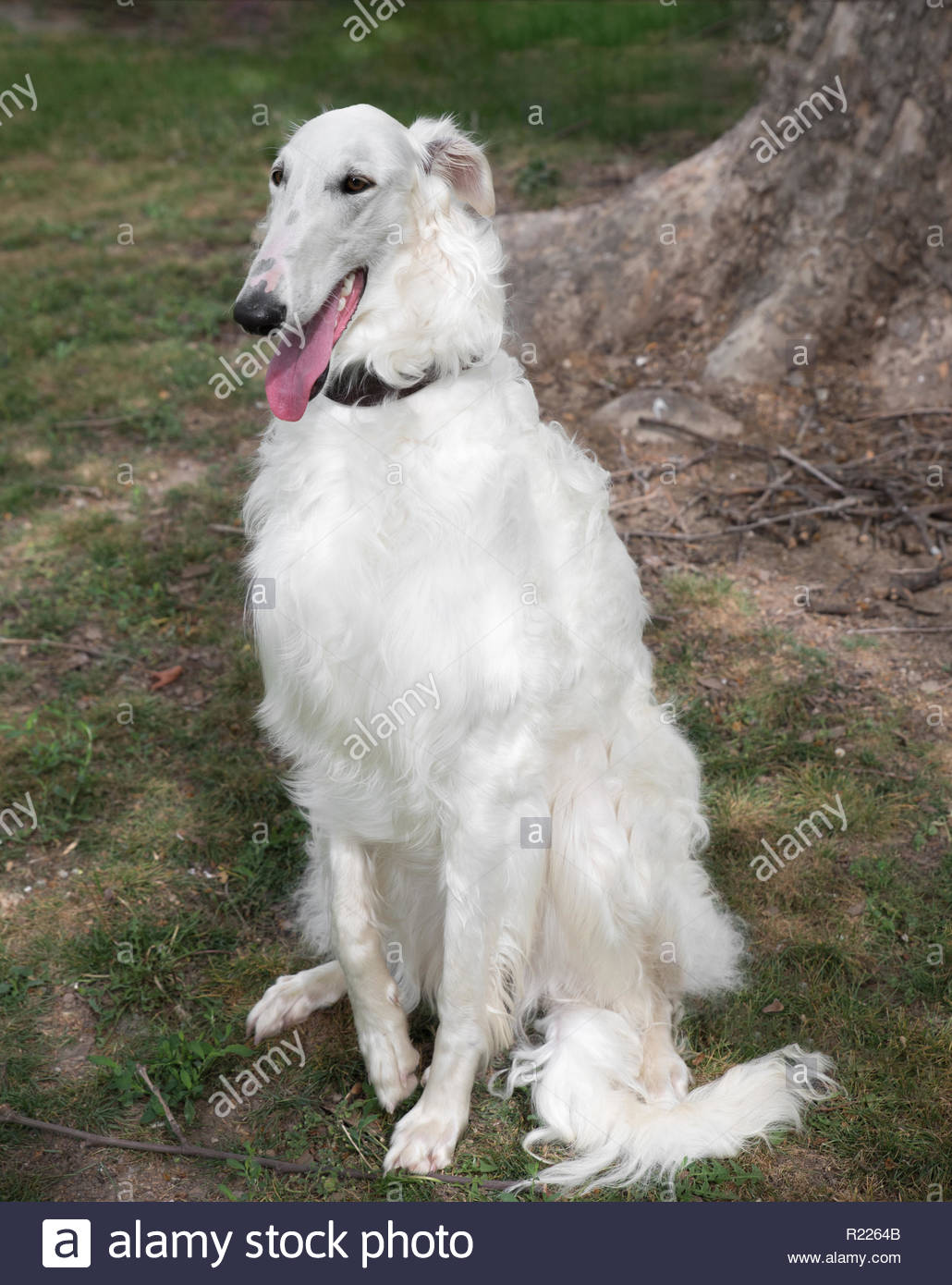 Saluki Hunting Dog Stock Photos Saluki Hunting Dog Stock Images
