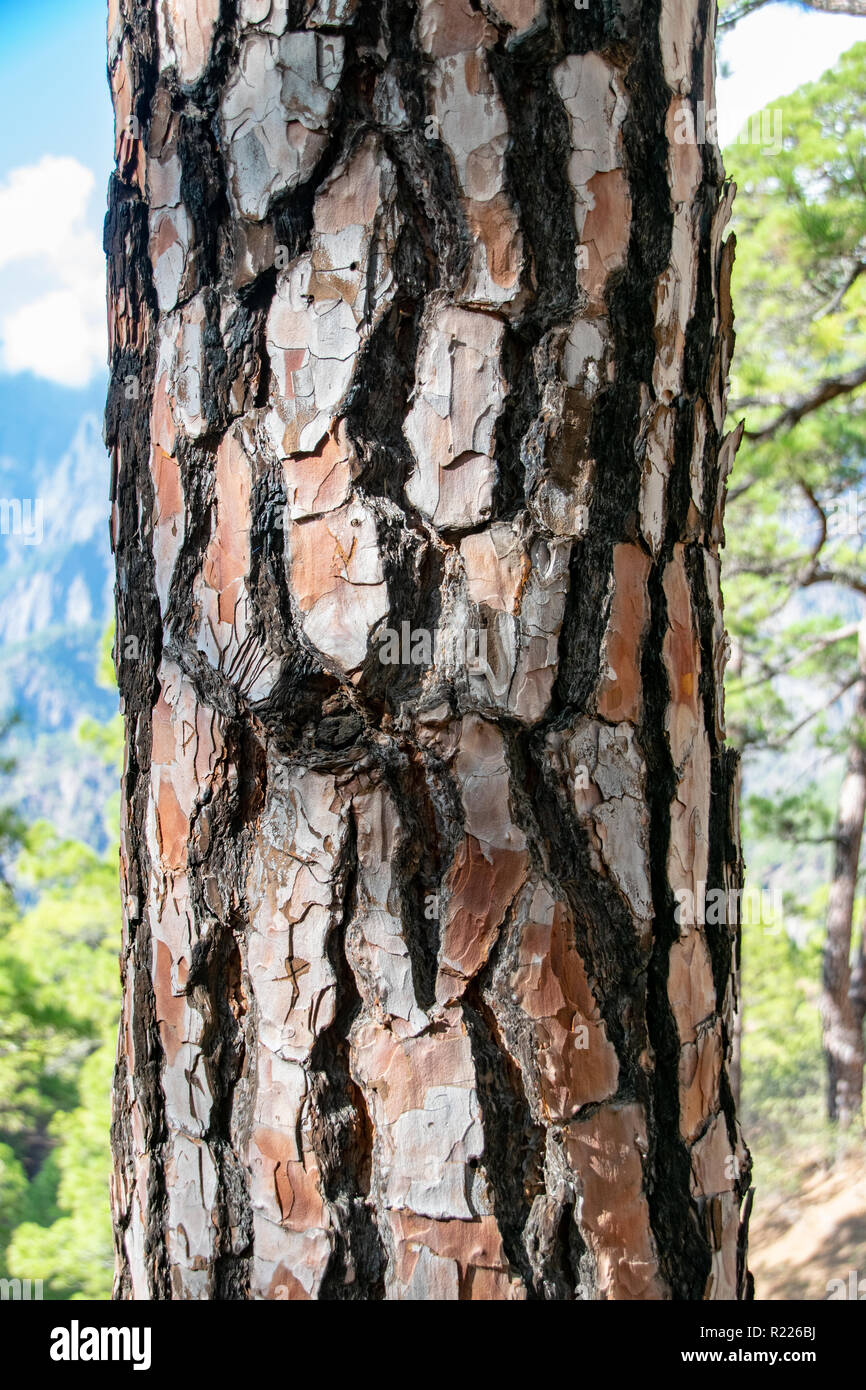 Canary Island pine (Pinus canariensis) burnt tree trunk from forest fire Stock Photo