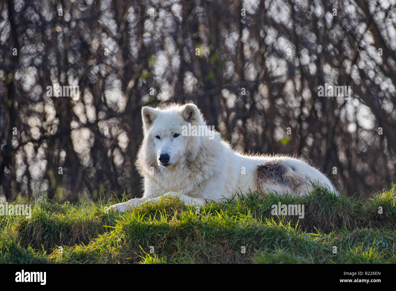 Arctic wolf (Canis lupus arctos), also known as the white wolf or polar wolf, Stock Photo
