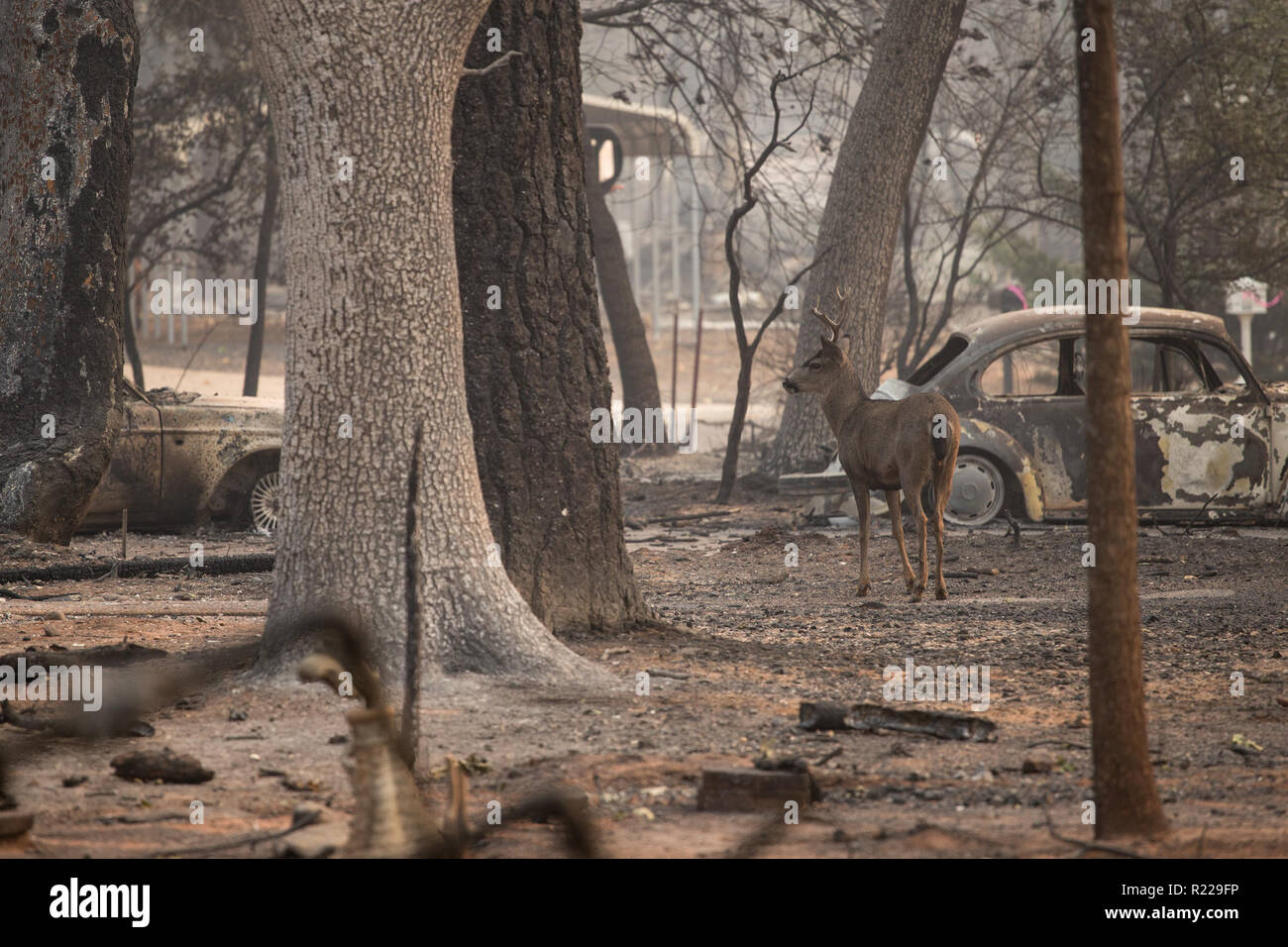 Paradise, California, USA. 15th Nov, 2018. A buck wanders a burned out neighborhood days after the Camp Fire ripped through Paradise. The death toll has risen to 56 in Northern California's Camp Fire. Credit: Joel Angel Juarez/ZUMA Wire/Alamy Live News Stock Photo