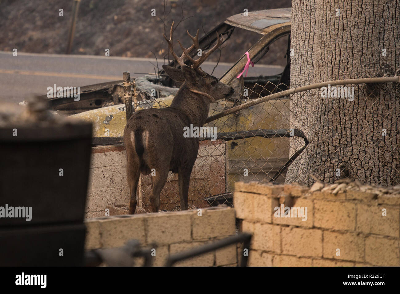 Paradise, California, USA. 15th Nov, 2018. An injured buck with an antler stuck in its neck wanders a burnt down neighborhood days after the Camp Fire ripped through Paradise, California. The buck likely got injured in a fight with another male during the current breeding season according to responding Paradise police officers that attempted to aid the animal. Credit: Joel Angel Juarez/ZUMA Wire/Alamy Live News Stock Photo