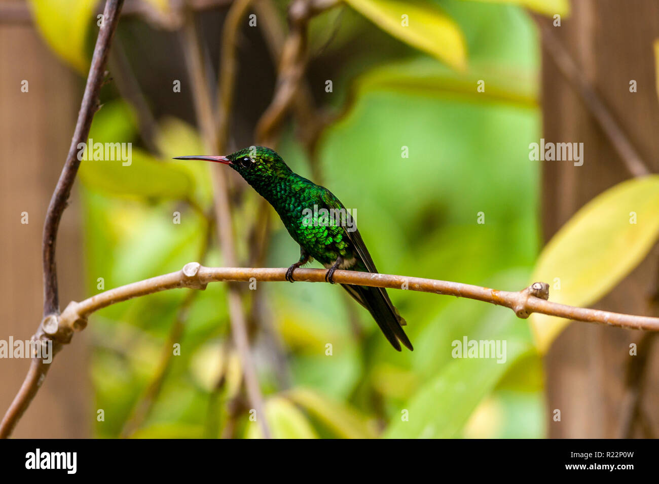 blue-chinned sapphire ,Chlorestes notata, is a hummingbird Stock Photo