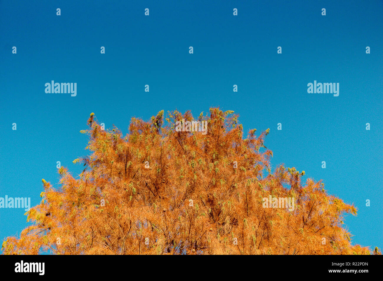 Top part of tree leaves with branches with sky view Stock Photo
