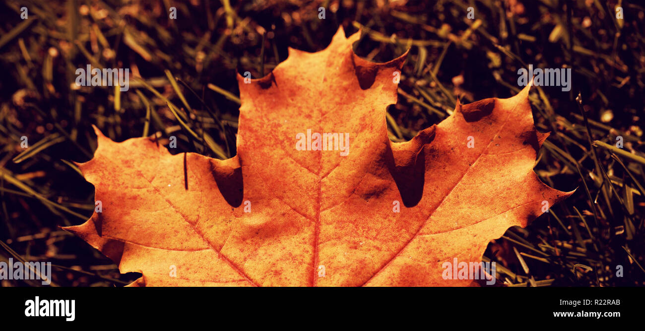 Maple leaf fallen on green grass Stock Photo - Alamy