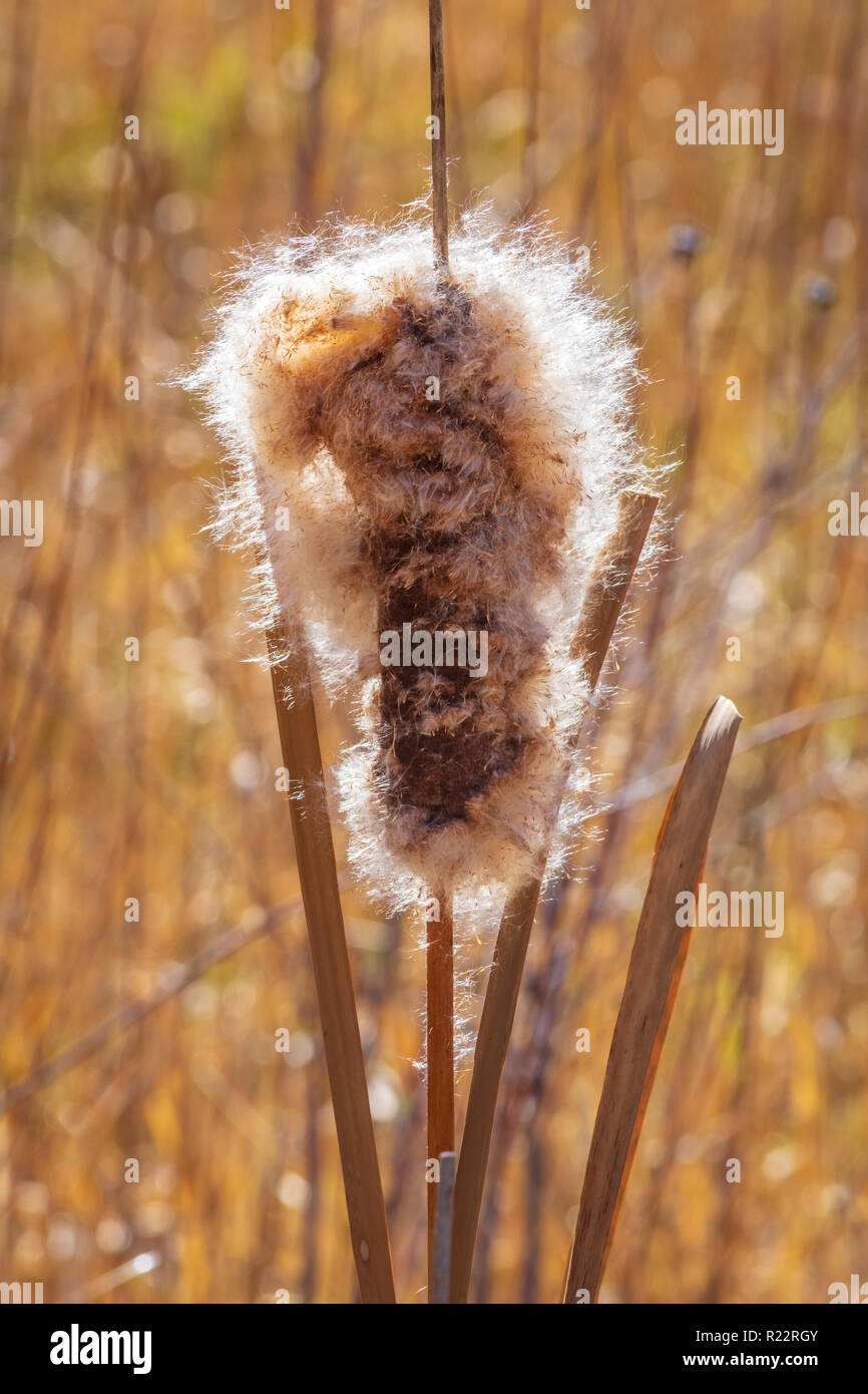 Broadleaf Cattail (Typha latifolia) plant in fall morning breeze showing seed dispersal in wind, Castle Rock Colorado US. Photo taken in November. Stock Photo