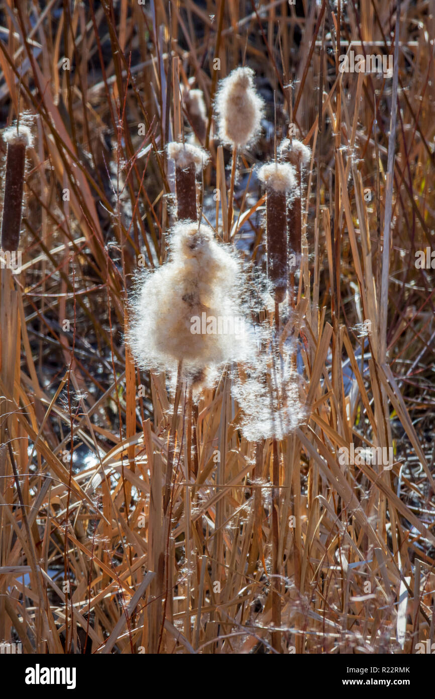 Broadleaf Cattail (Typha latifolia) plants in fall morning breeze showing seed dispersal in wind, Castle Rock Colorado US. Photo taken in November. Stock Photo