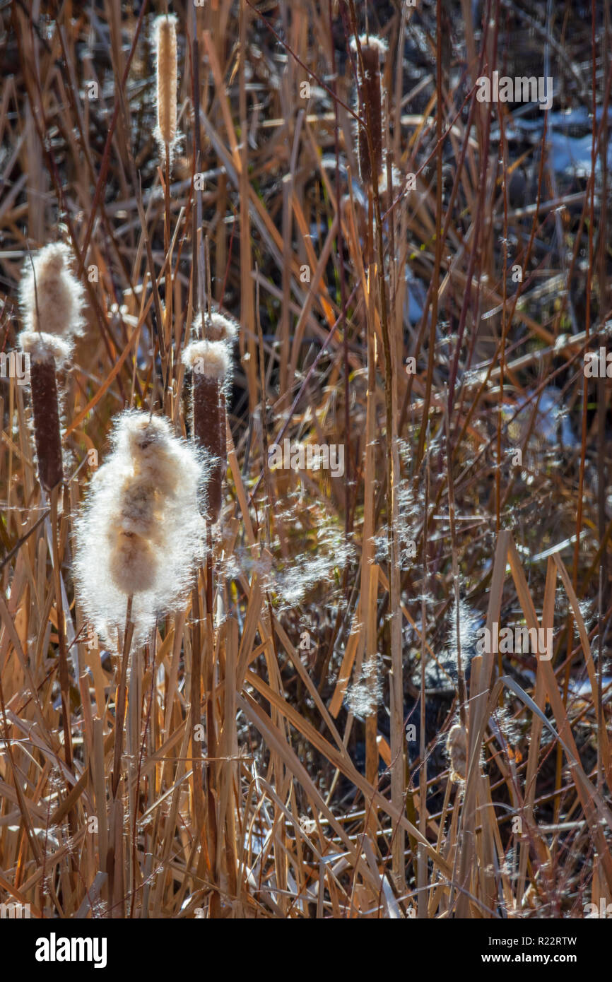 Broadleaf Cattail (Typha latifolia) plants in fall morning breeze showing seed dispersal in wind, Castle Rock Colorado US. Photo taken in November. Stock Photo