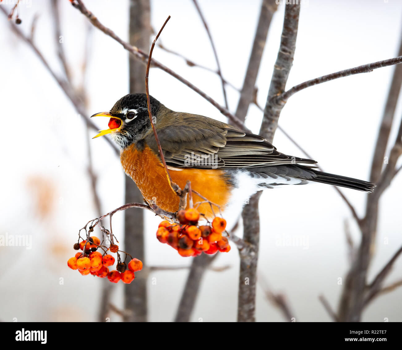 An American robin, Turdus migratorius, feeding on American Mountain-Ash, Sorbus americana, berries in the Adirondacks, NY in a snowy winter. Stock Photo
