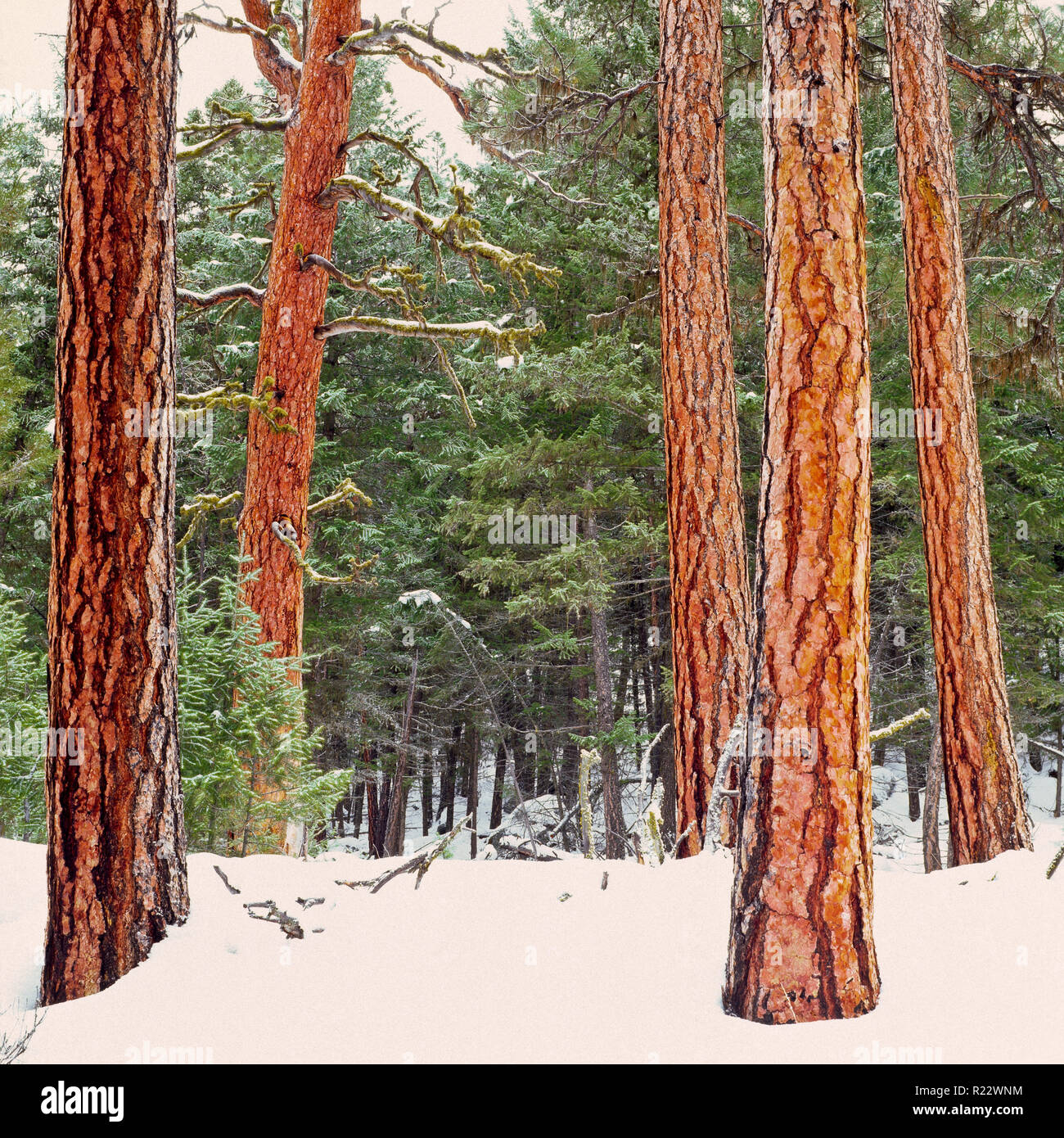 Old growth ponderosa trunks hires stock photography and images Alamy