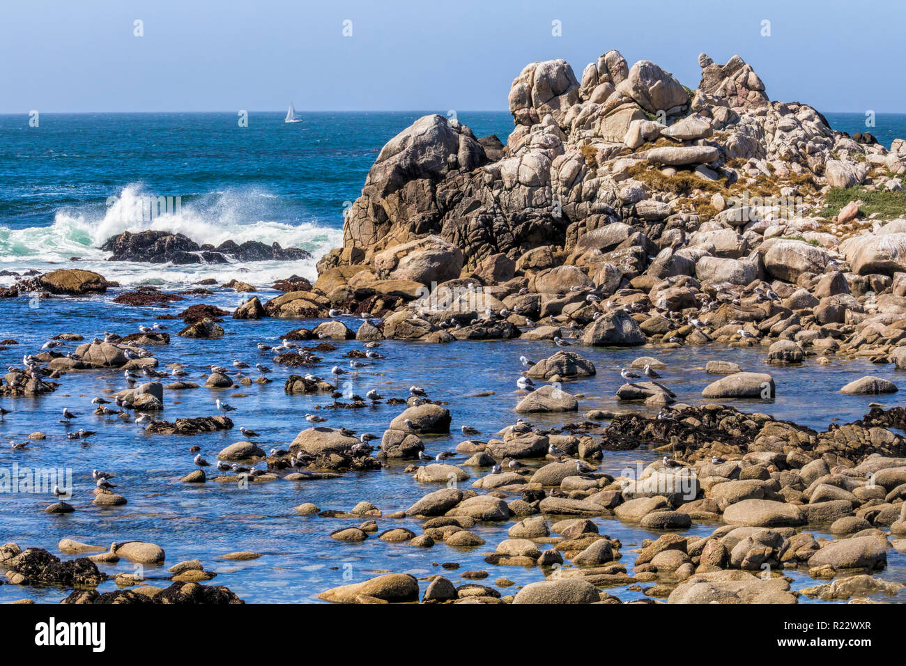 Seagulls rest on rocks surrounded by tide pools as ocean waves crash and a sailboat is seen in the background on the coast of Pacific Grove, Californi Stock Photo