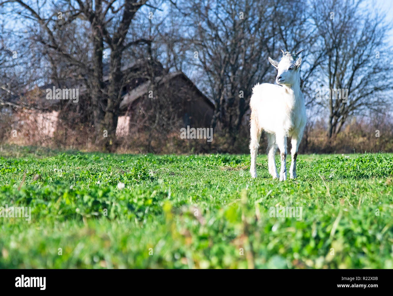 goat standing on background of a village house in green grass Stock Photo