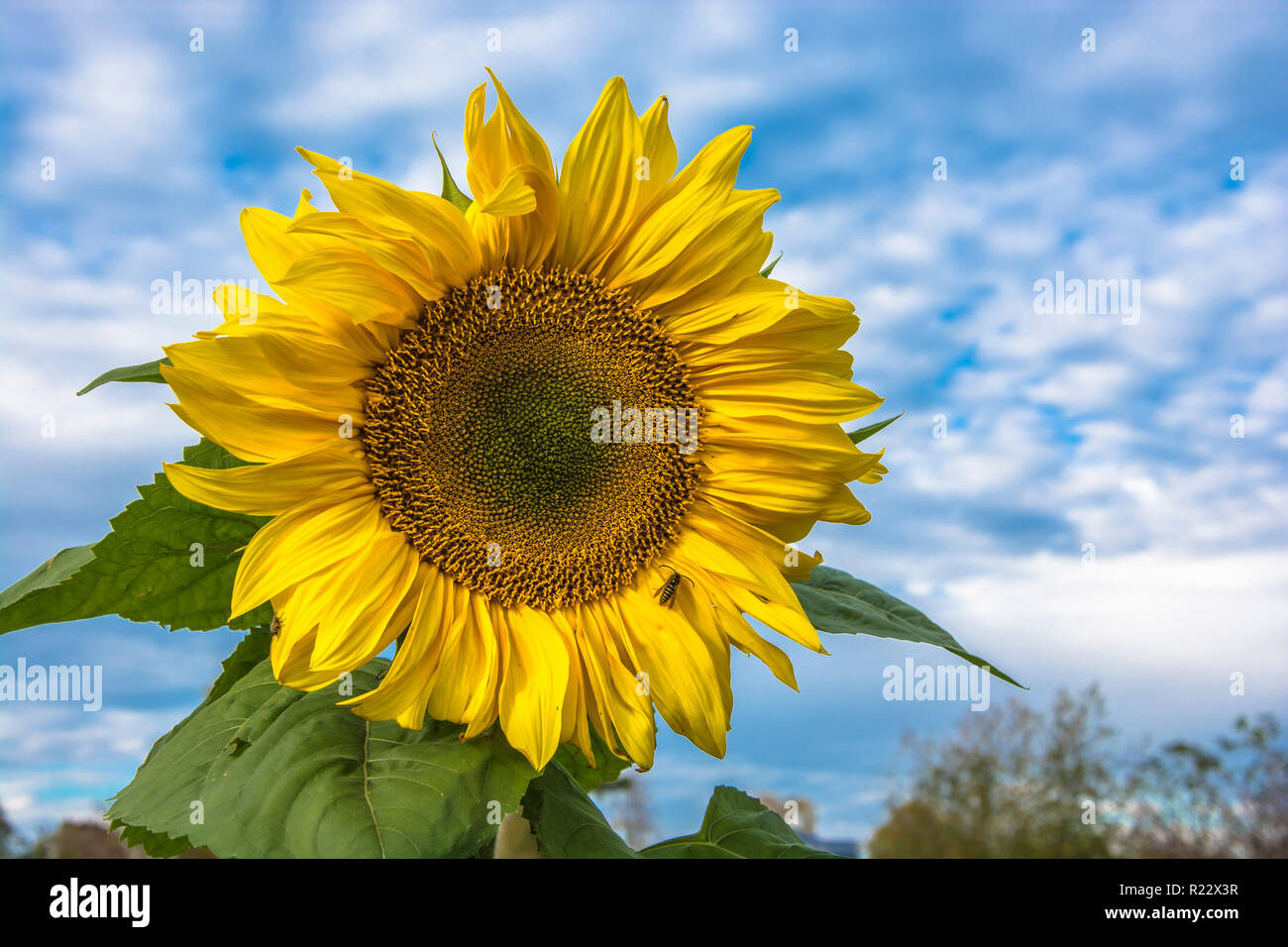 Bright big yellow sunflower with a bee on the background of the cloudy sky. Stock Photo