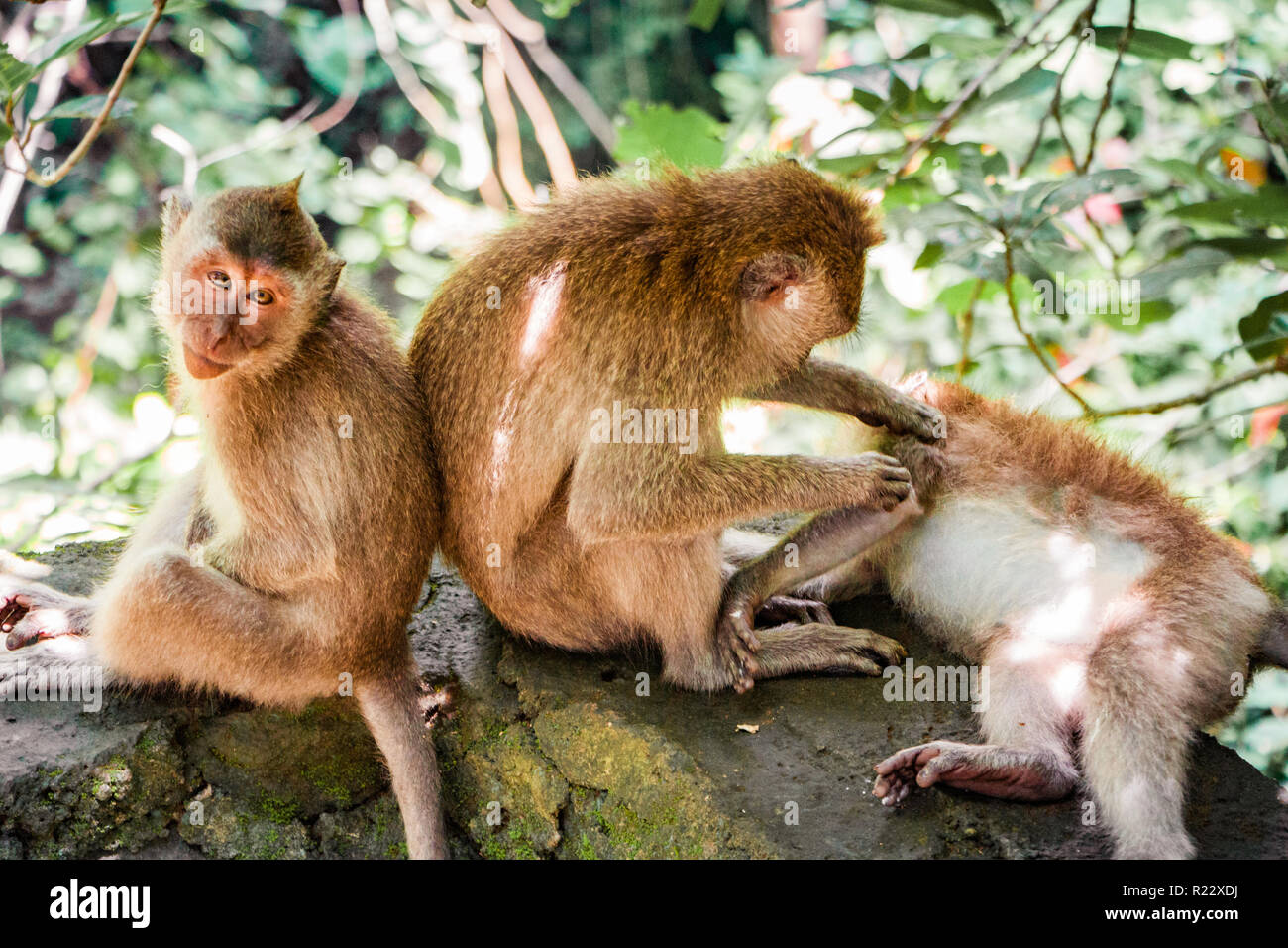 Three monkeys sit as one cleans the other and the third sits with his back to the others feeling left out. Stock Photo