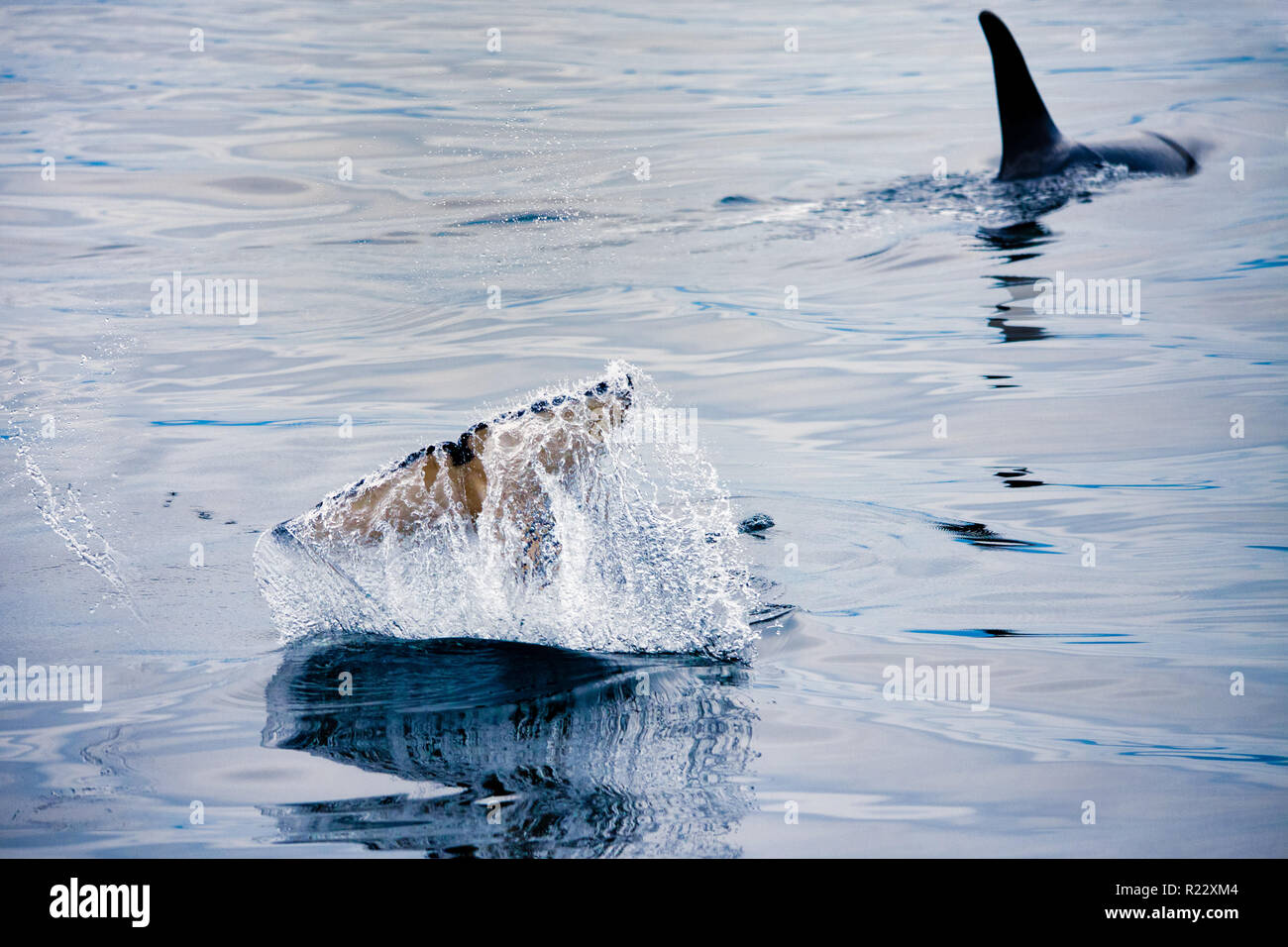 Orcas swimming and playing in the Johnstone Strait in British Columbia ...