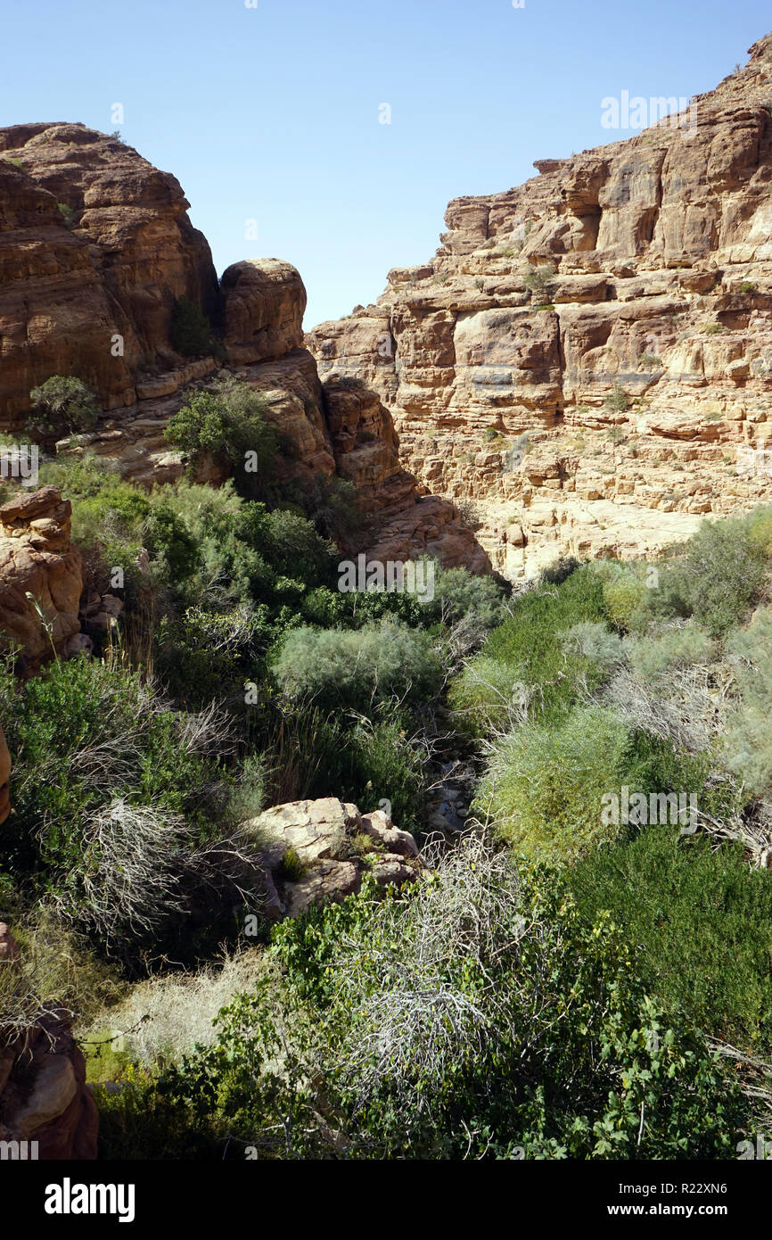 Green oasis in the gorge, Jordan Stock Photo - Alamy