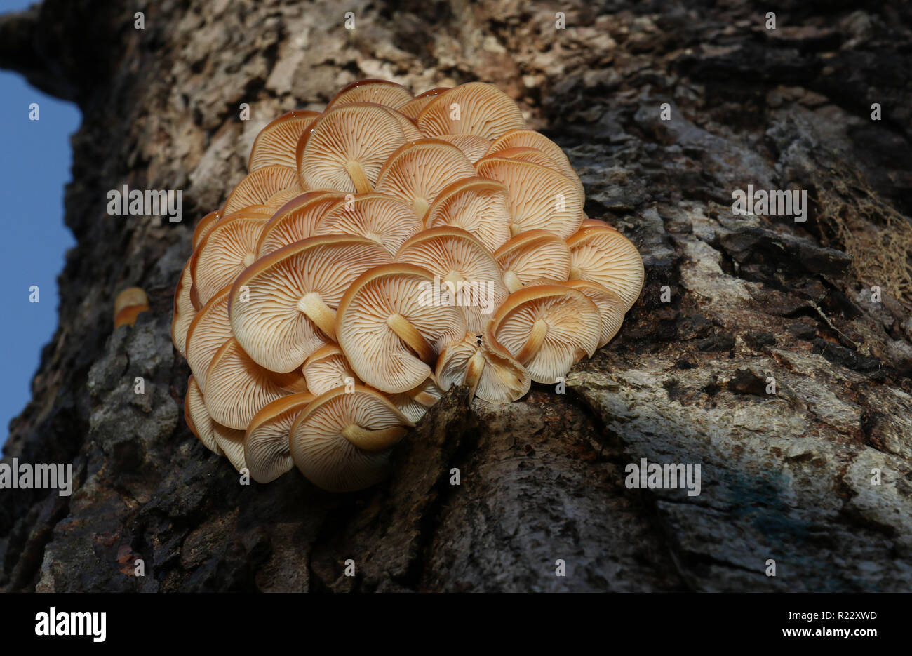 A beautiful cluster of Velvet-shank mushroom (Flammulina velutipes)  growing from a decaying horse chestnut tree trunk in woodland in the UK. Stock Photo