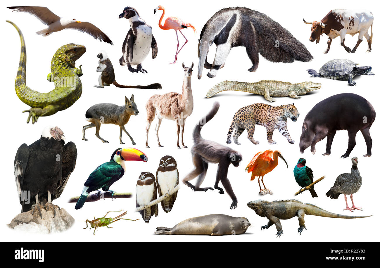 collection of different reptiles; birds; mammal animals and insects