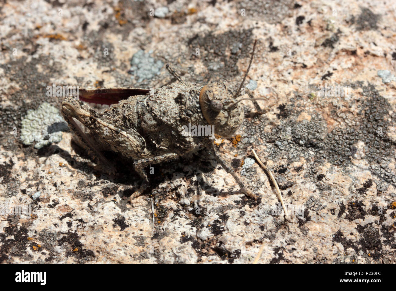 Camouflaged grasshopper on a rock Stock Photo