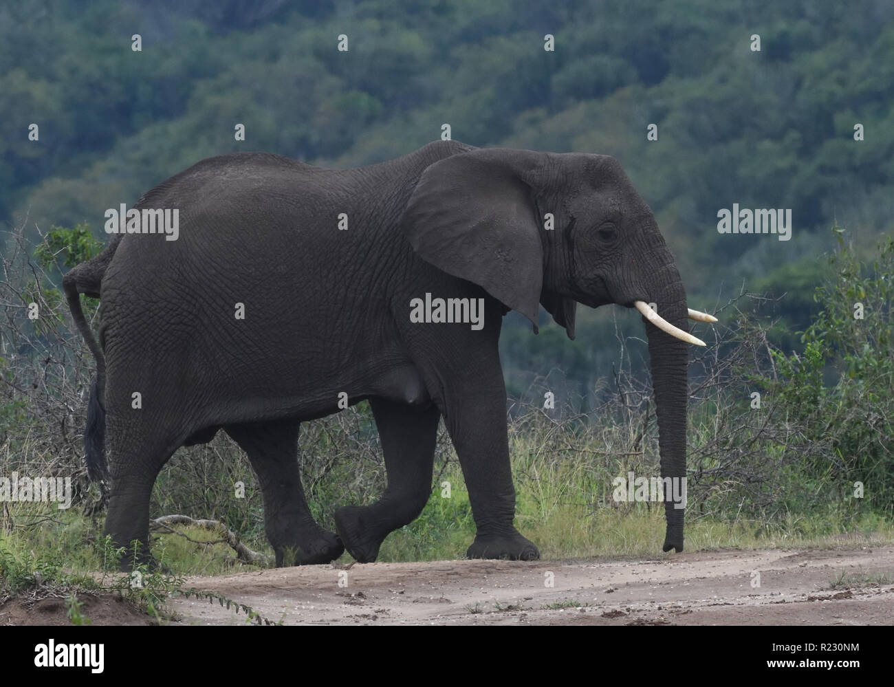 A female elephant (Loxodonta Africana) crosses a track. Queen Elizabeth National Park, Uganda. Stock Photo