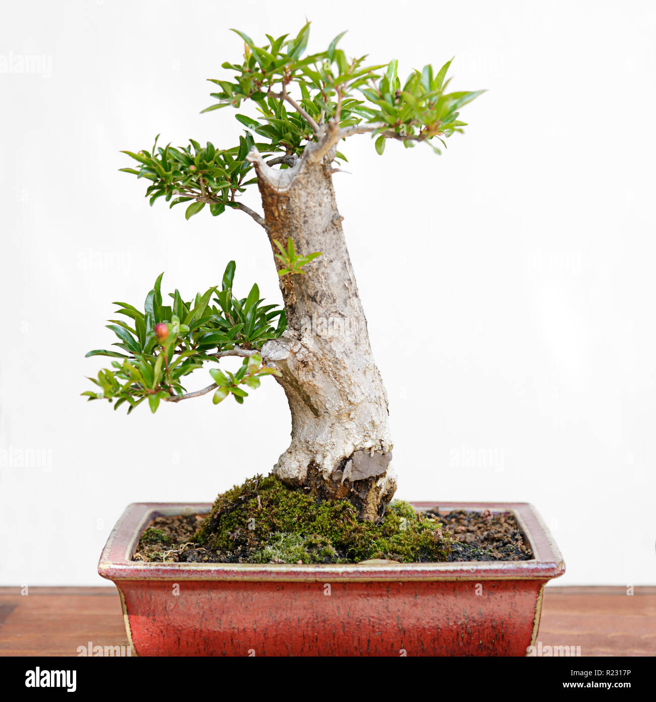 Bonsai Pomegranate Tree High Resolution Stock Photography And Images Alamy