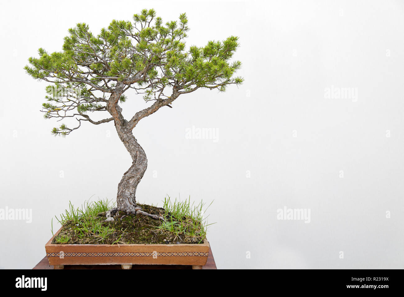 Scots pine (pinus sylvestris) bonsai on a wooden table and white background Stock Photo