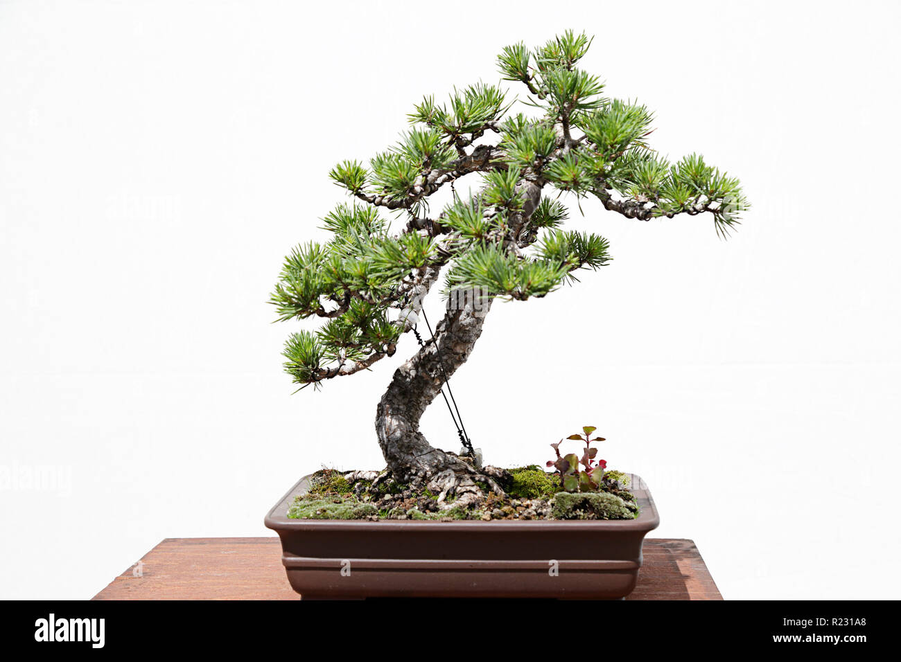 Scots pine (pinus sylvestris) bonsai on a wooden table and white background Stock Photo