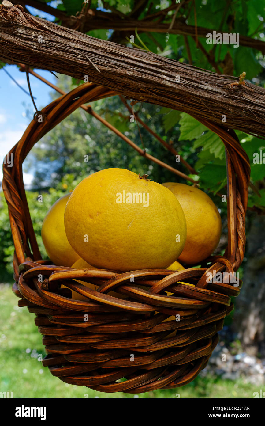 Yellow grapefruit in a woven basket Stock Photo - Alamy