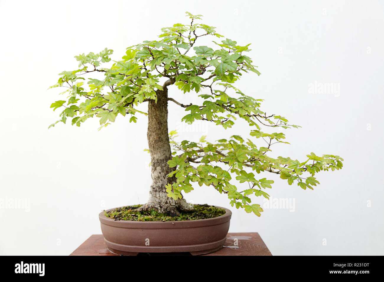 Acer campestre bonsai on a wooden table and white background Stock Photo