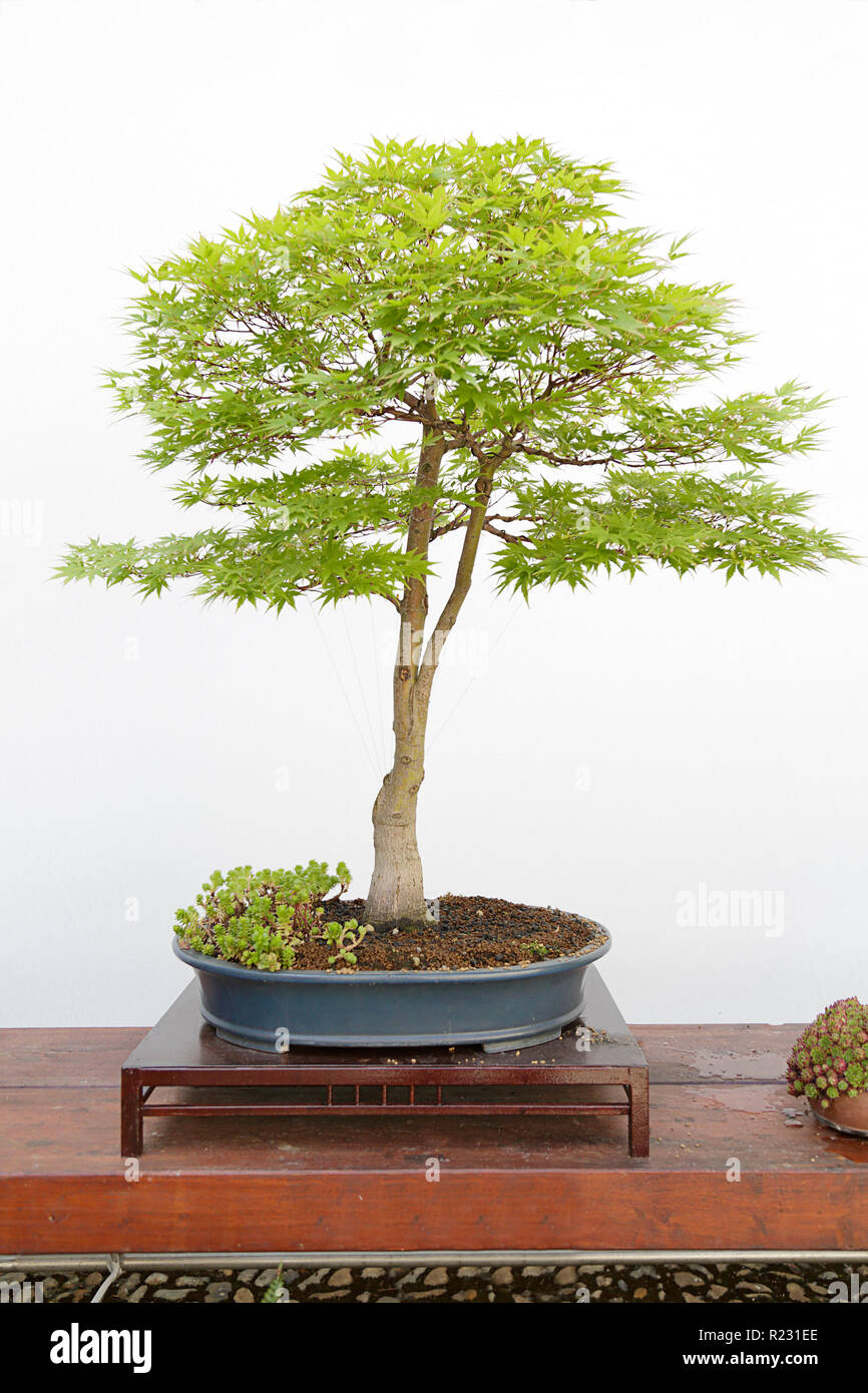 Acer palmatum sango kaku bonsai on a wooden table and white background Stock Photo