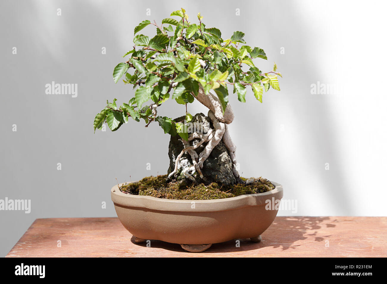 Carpinus turczaninowii bonsai on a wooden table and white background Stock  Photo - Alamy