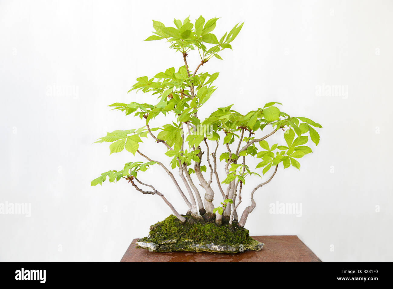 Horse-chestnut (aesculus hippocastanum) bonsai on a wooden table and white  background Stock Photo - Alamy