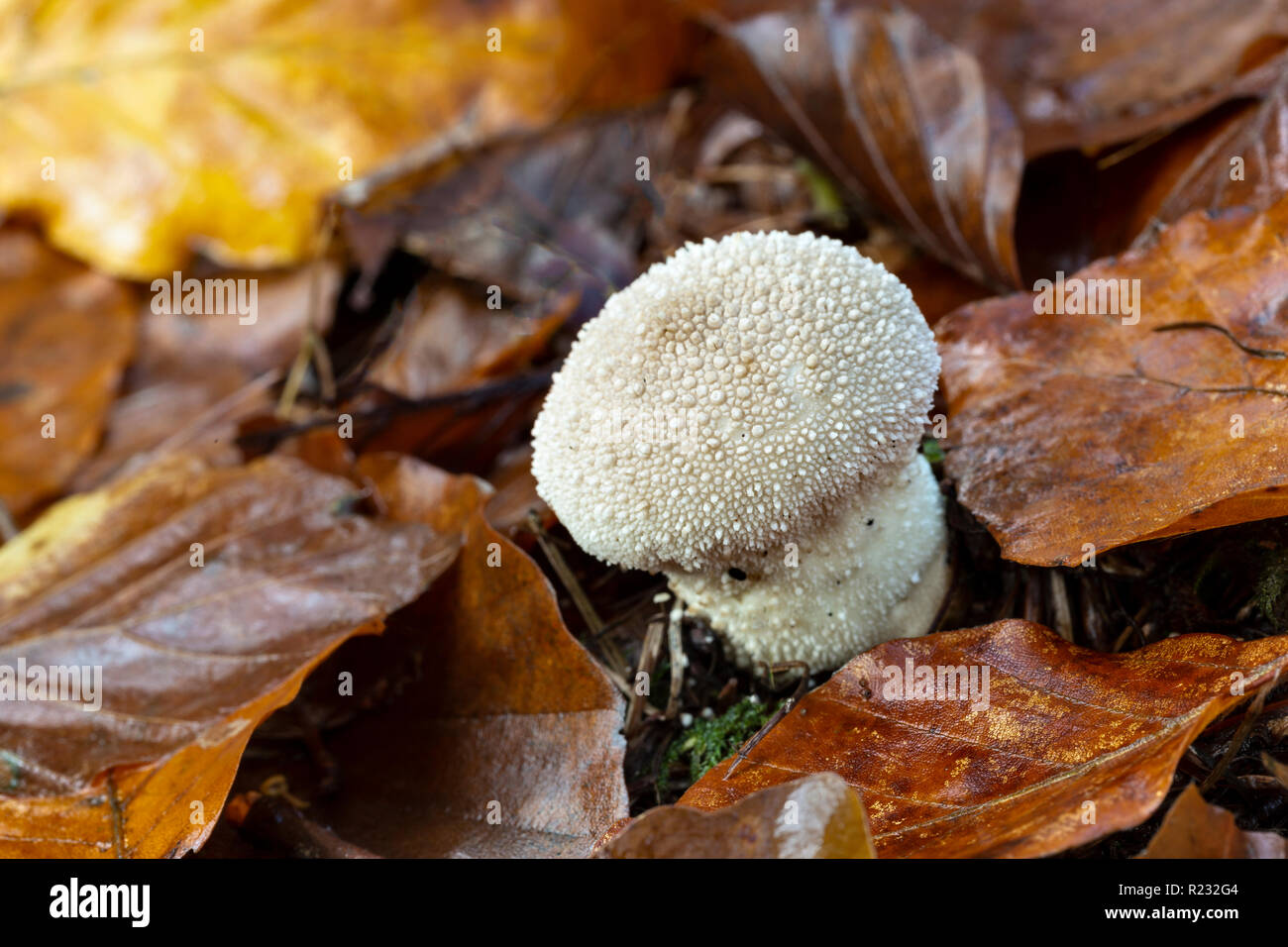 Common Puffball, Lycoperdon perlatum, Bargain Wood, Monmouthshire, November Stock Photo