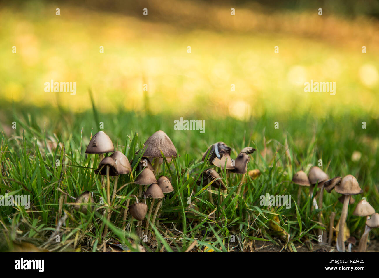 Small Brown Mushrooms Growing In The Garden Amongst The Grass On A