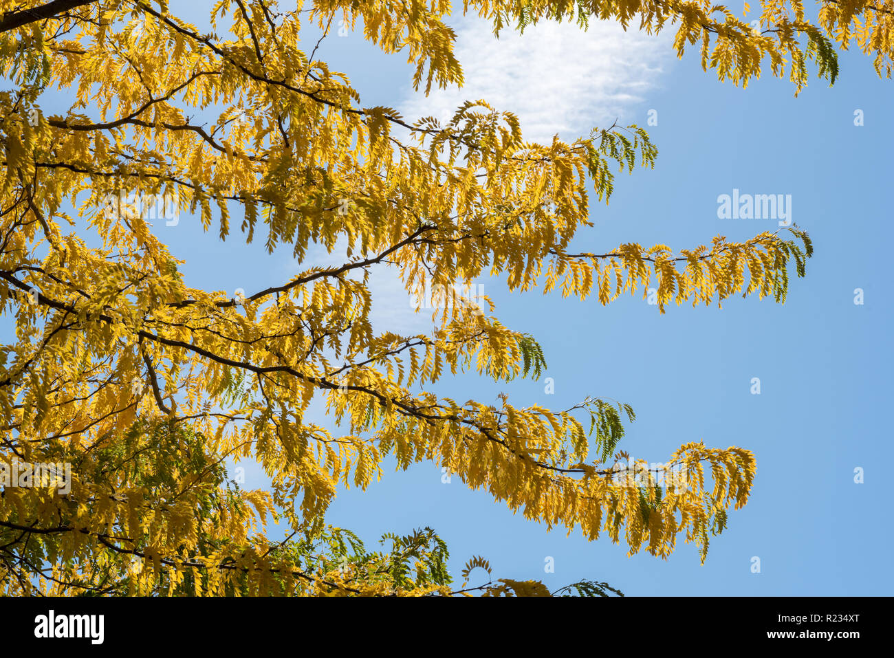 Locust tree hires stock photography and images Alamy