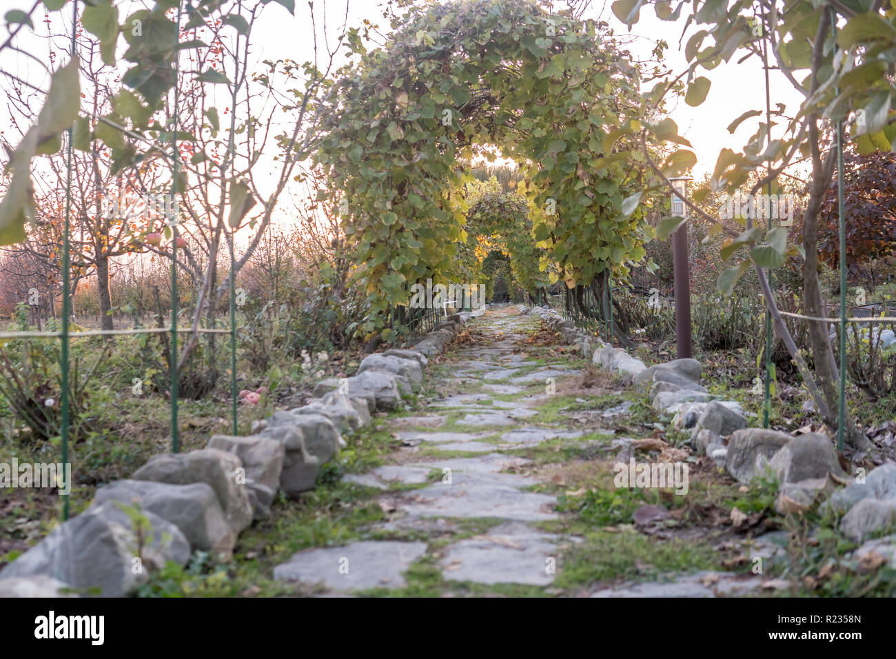 Vegetable walking tunnel garden background. Arche made up plants