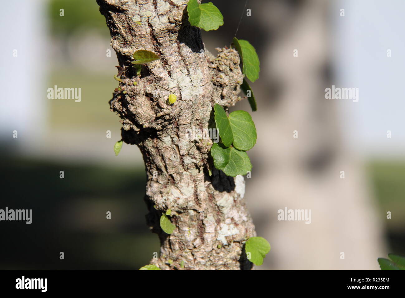 Trunk with New Green Growth of the Native Hibiscus (Hibiscus Tiliaceus) Gold Coast, Australia Stock Photo