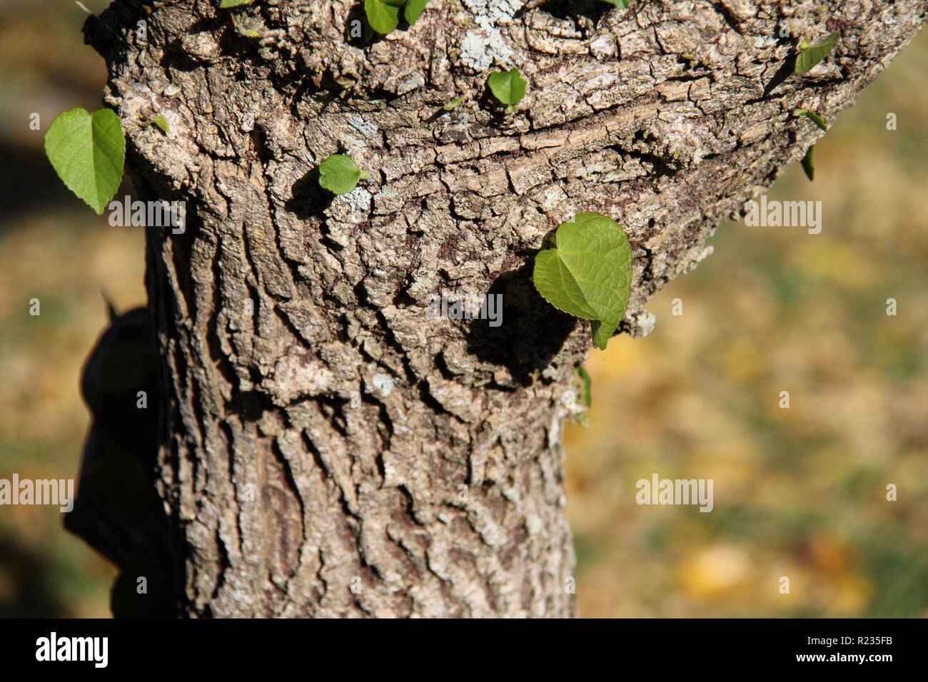 Trunk with New Green Growth of the Native Hibiscus (Hibiscus Tiliaceus) Gold Coast, Australia Stock Photo