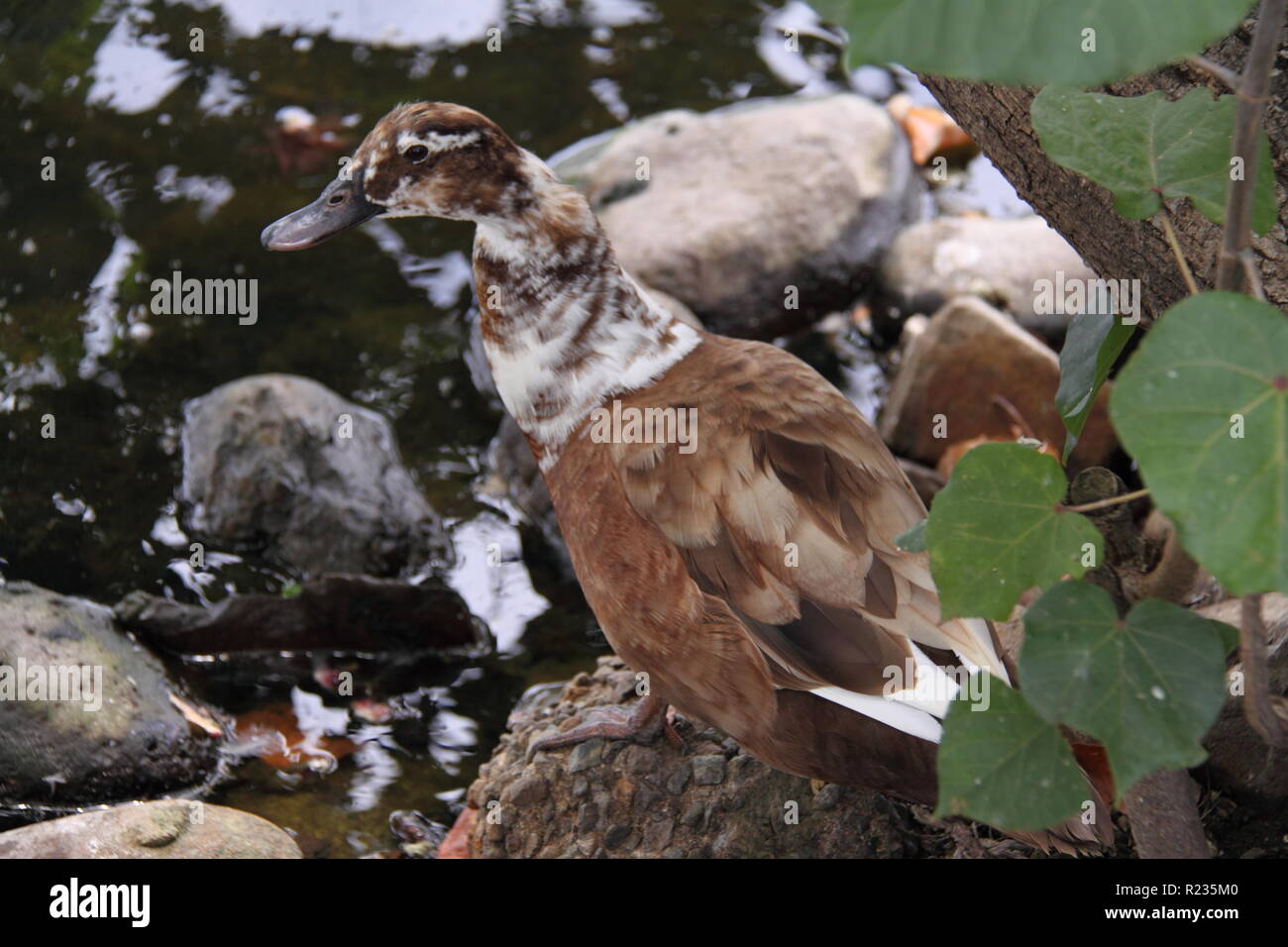 Ancona Duck (Anas Platyrhynchos) Along Shoreline of Duck Pond Stock Photo