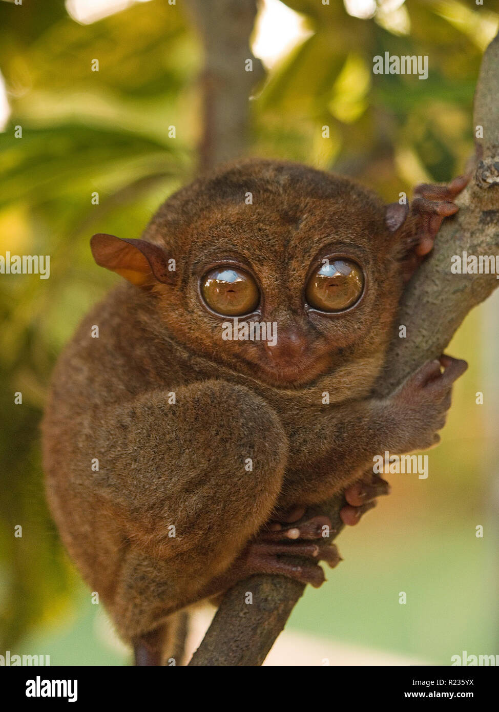 Philippine tarsier (Tarsius syrichta), world's smallest monkey, one of the smallest known primates, Bohol, Philippines Stock Photo